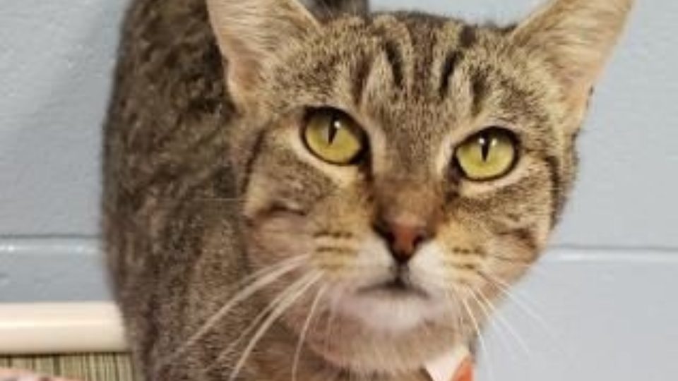 Humane Society Of Whitley County Humane Society Of Whitley County