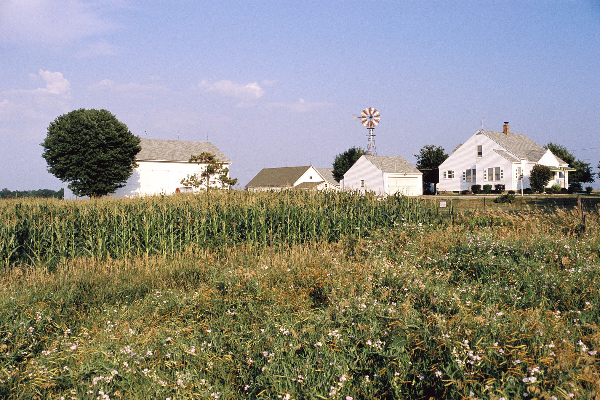 Down on the farm 2