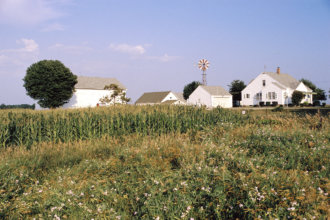 Down on the farm 2