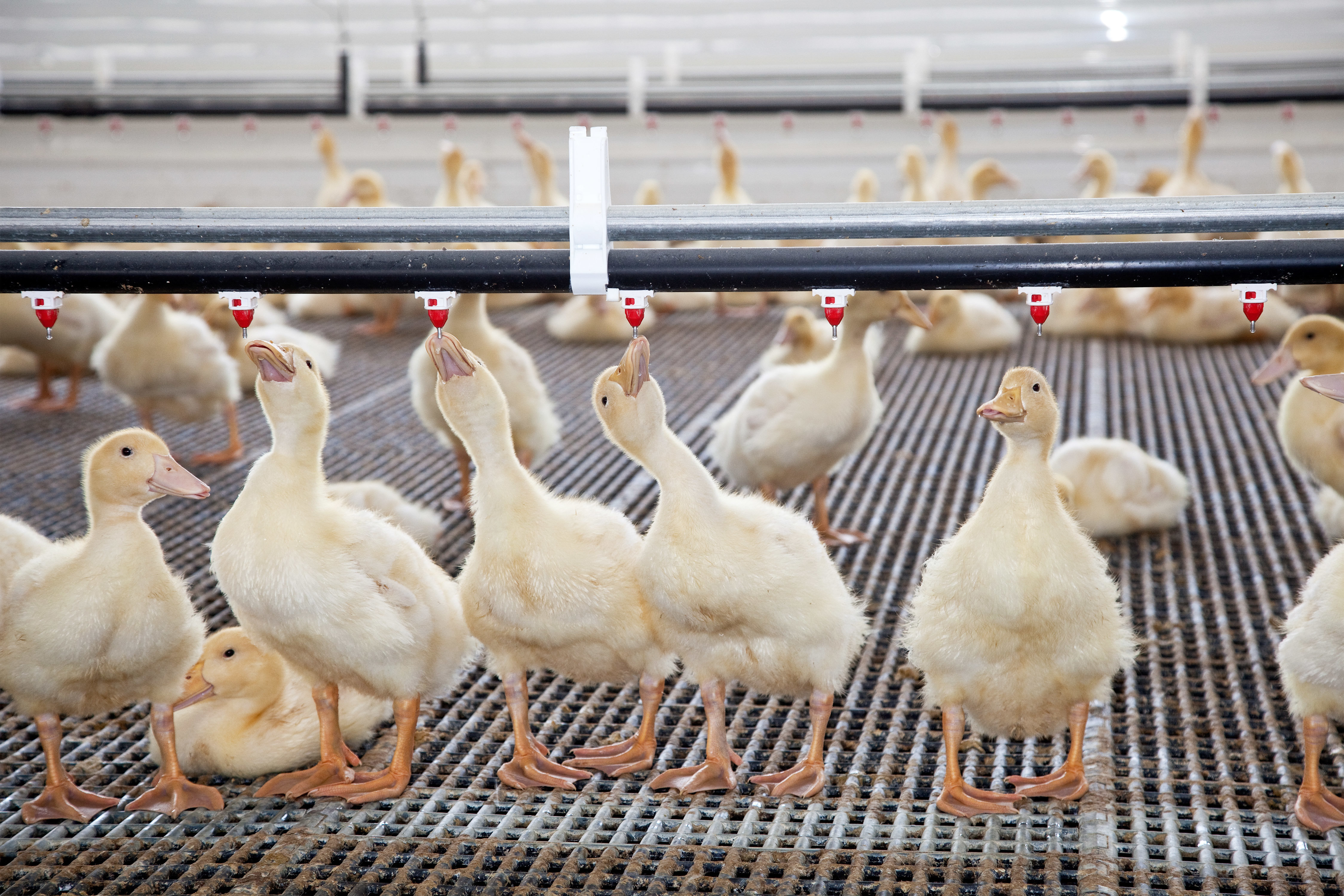 Water ducks