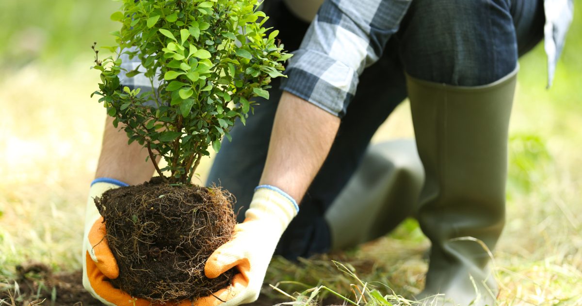Tree and Shrub Planting and Watering Guide [Printable] - The Rop Shop
