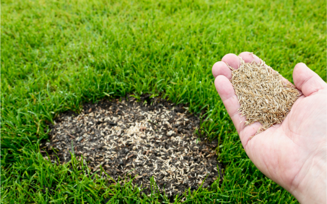 A person's hand holds grass seed over a bare patch on a lawn