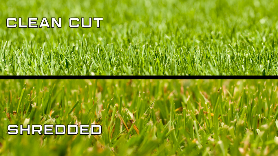 A comparison of cleanly cut and shredded grass (the shredded has brown tips)