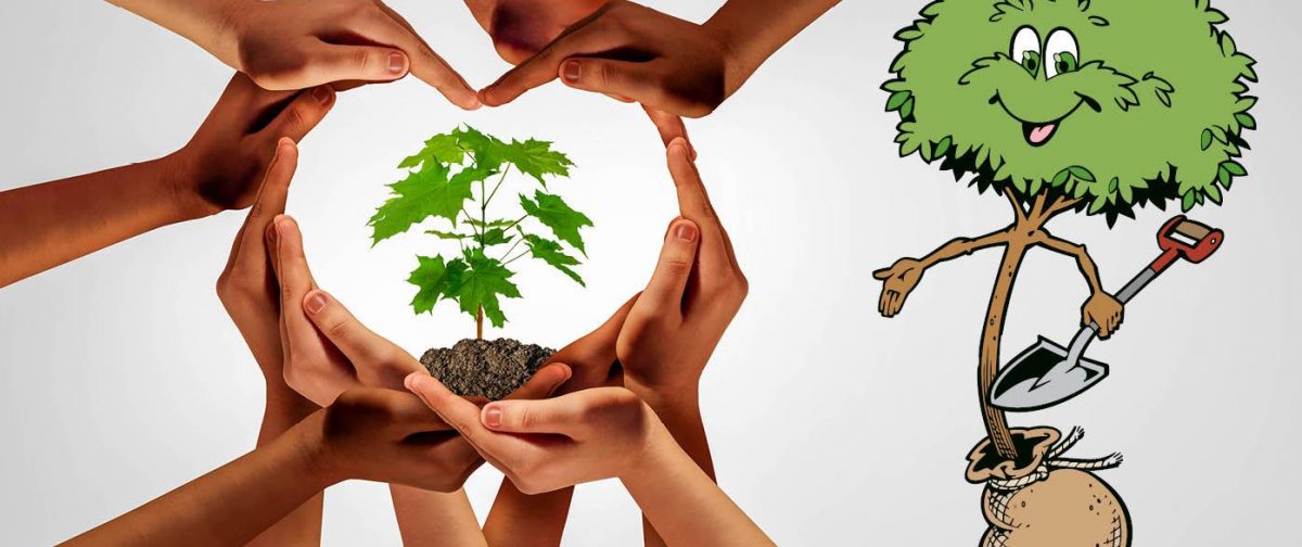 Tree ready to be planted by caring people.