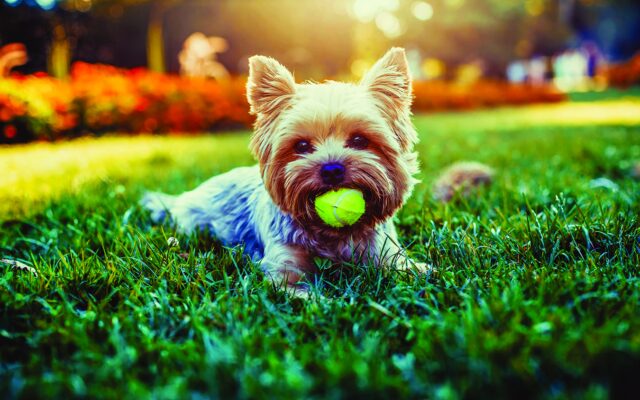 A small dog lying in the grass on a lawn with a ball in its mouth.