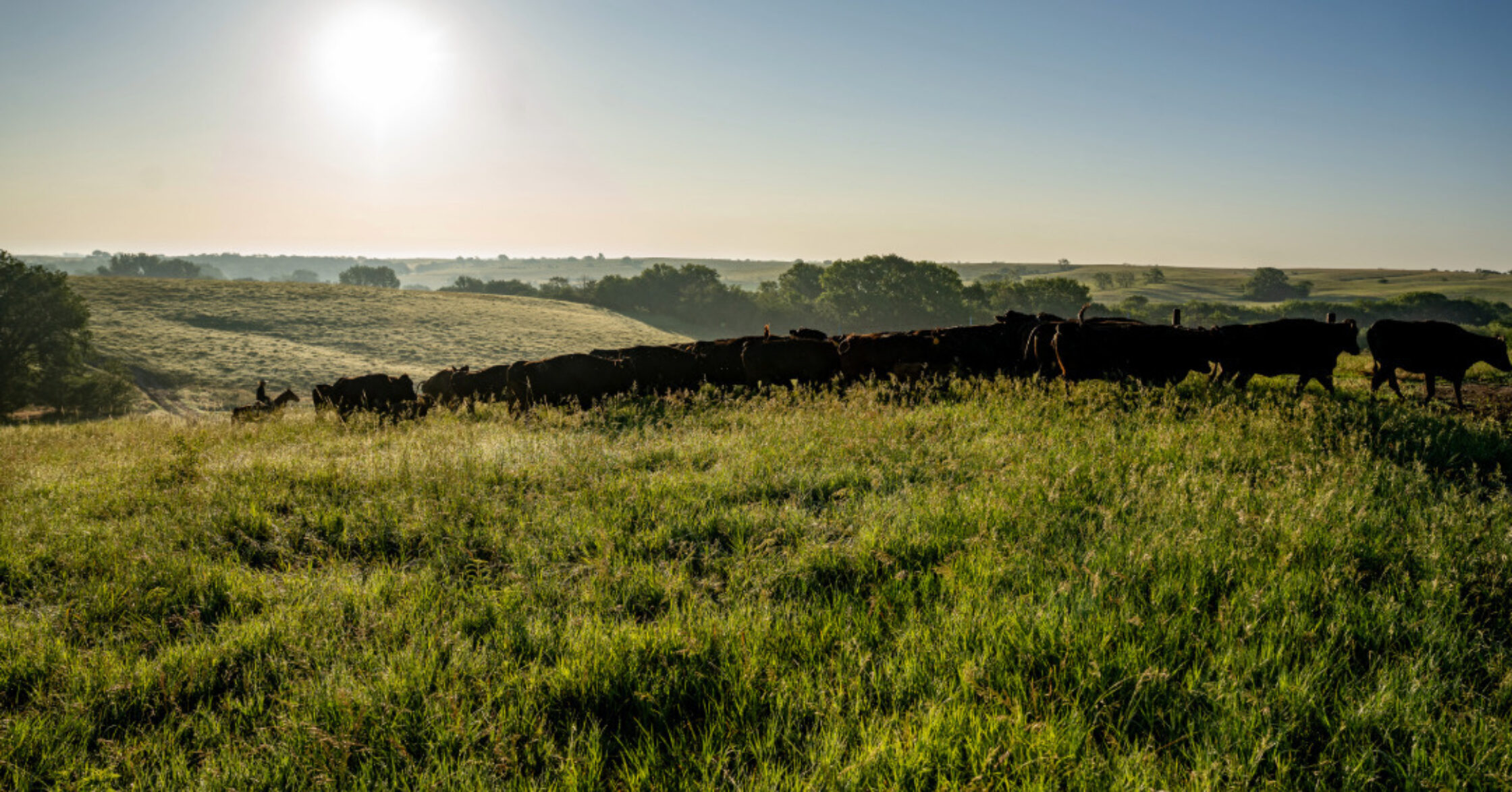 Shop Wagyu Apparel | American Wagyu Association