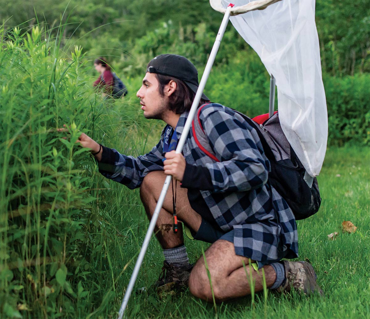 Martins finds a day-active firefly, which emit chemicals rather than light to find one another Martins finds a day-active firefly, which emit chemicals rather than light to find one another