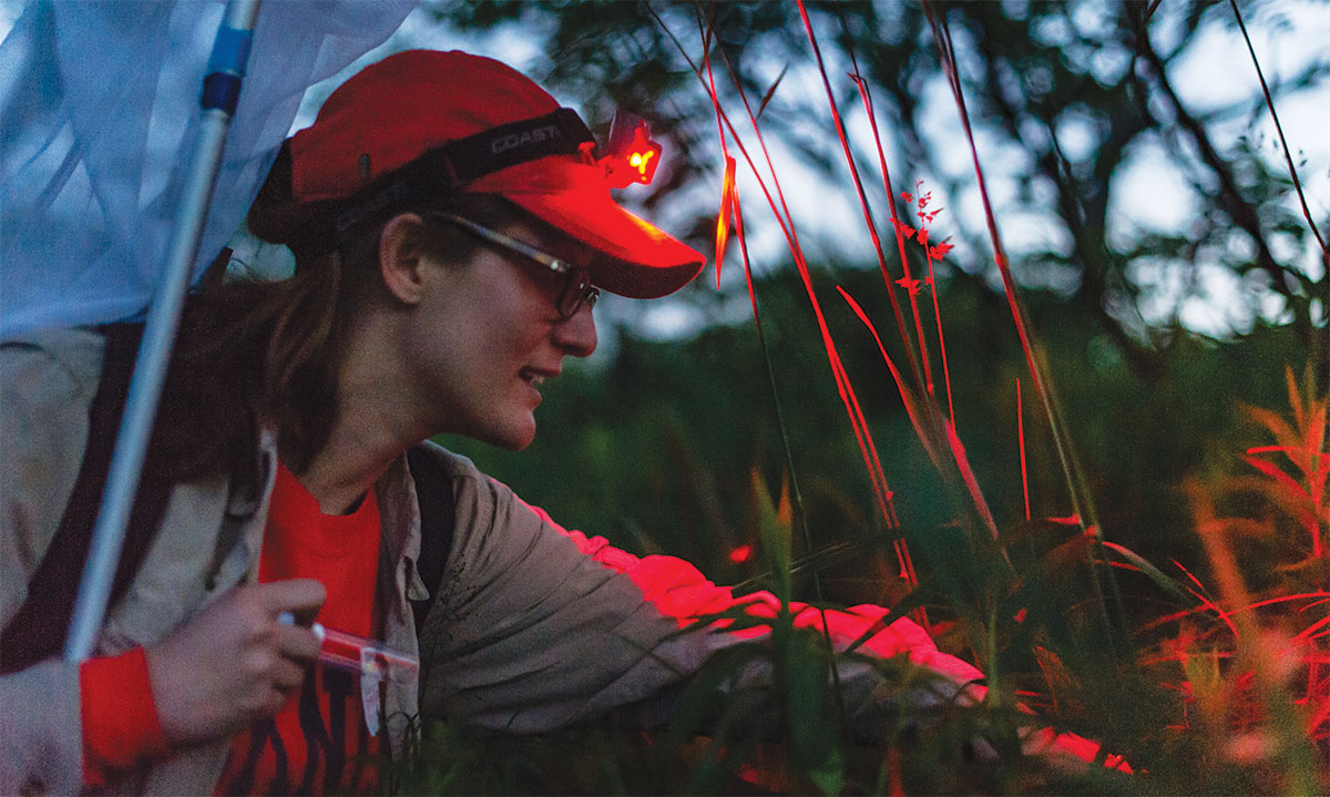 Lower reaches into the tall grass to reveal a partially hidden firefly female signaling to males Lower reaches into the tall grass to reveal a partially hidden firefly female signaling to males