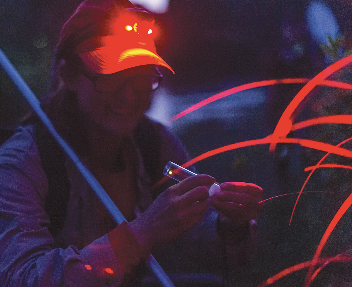 Wearing a red LED headlamp to minimize disturbance to the fireflies, Professor Sarah Lower places a firefly in a tube Wearing a red LED headlamp to minimize disturbance to the fireflies, Professor Sarah Lower places a firefly in a tube