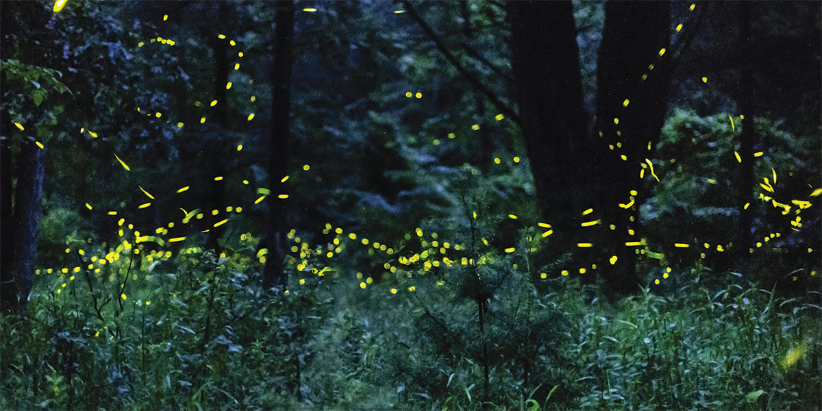 Time-lapse photo of the synchronized flashes of Photinus carolinus fireflies Time-lapse photo of the synchronized flashes of Photinus carolinus fireflies