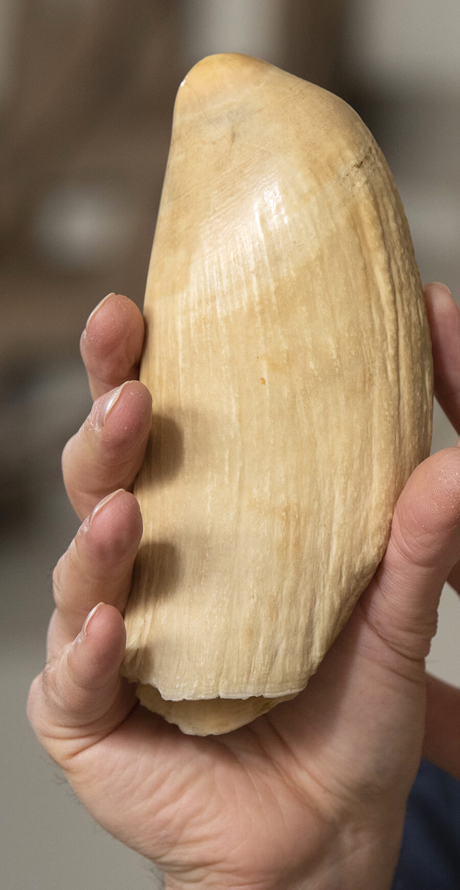 Chris Martine’s larger sperm whale tooth large sperm whale tooth
