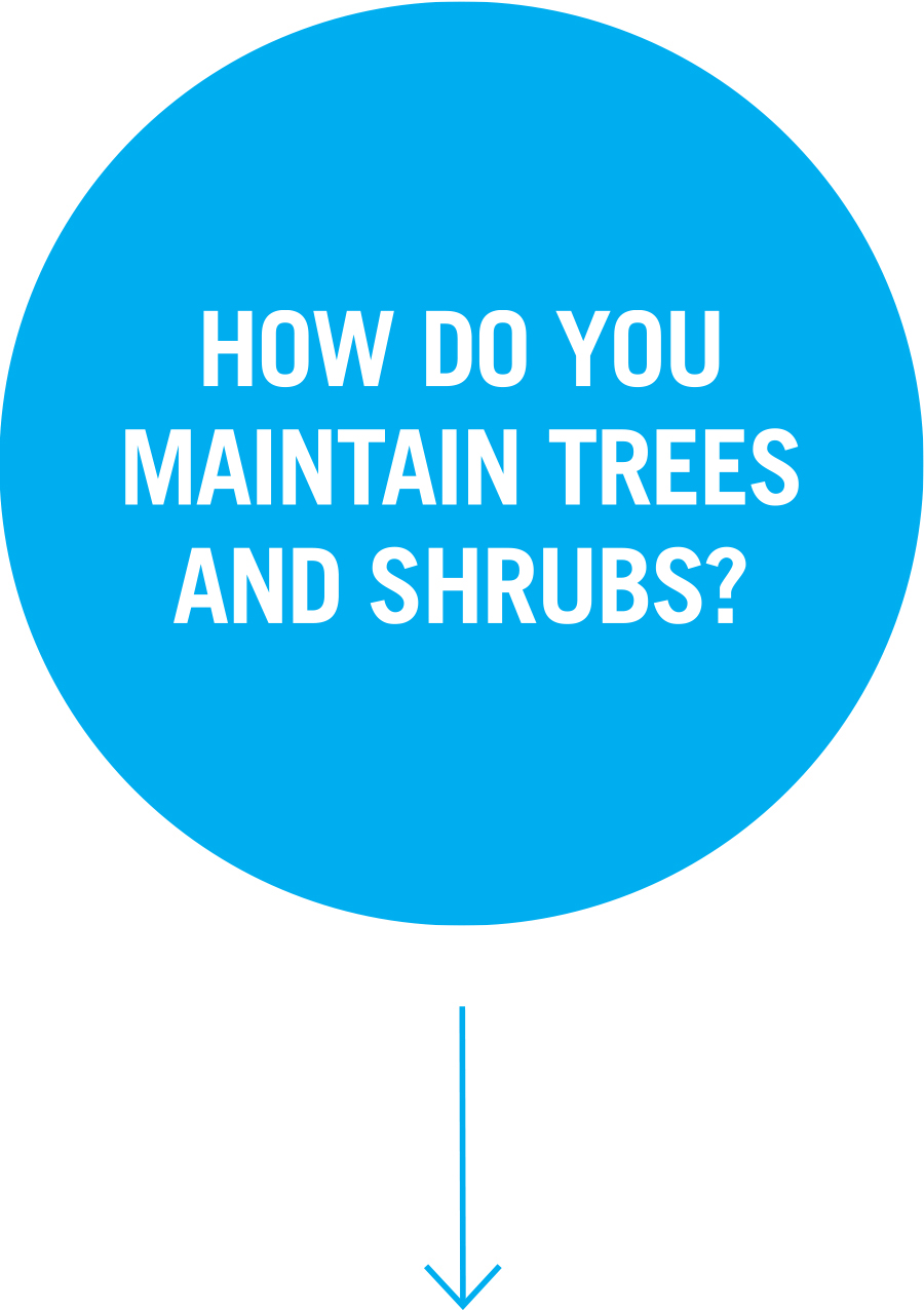 Question 1: How do you maintain trees and shrubs?