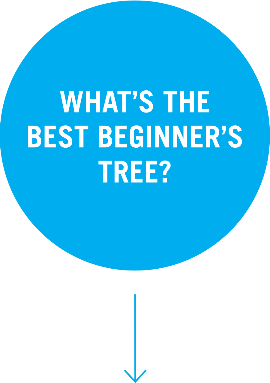 Question 4: What's the best beginner's tree?