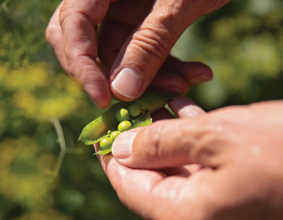 Jansson picking Peas Jansson in his garden