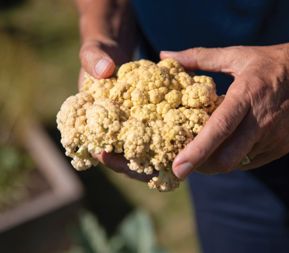 Jansson’s Cauliflower Cauliflower