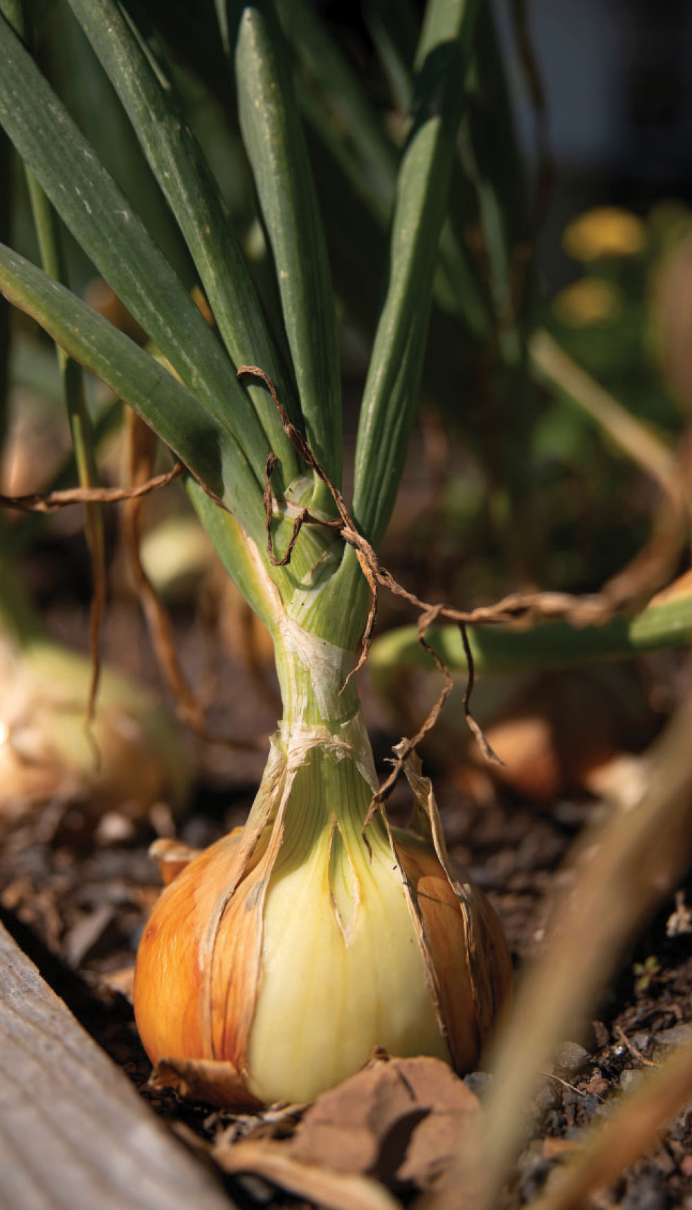 Onion in garden Onion