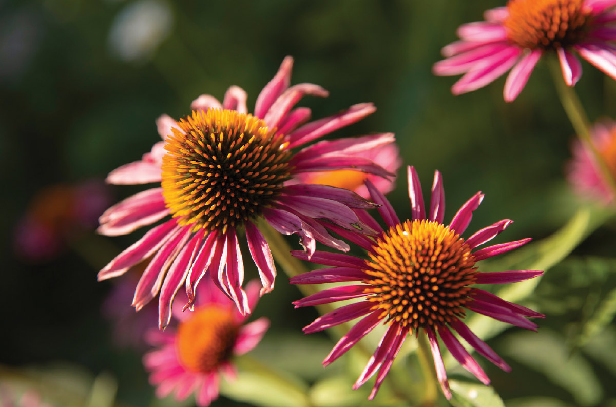 Flowers that attract pollinators Flowers
