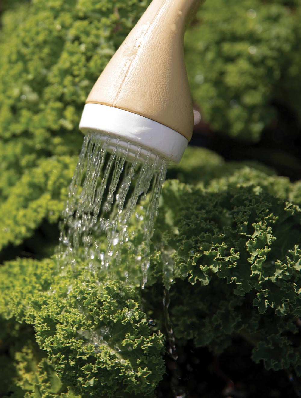 Watering Plants Water on Plants