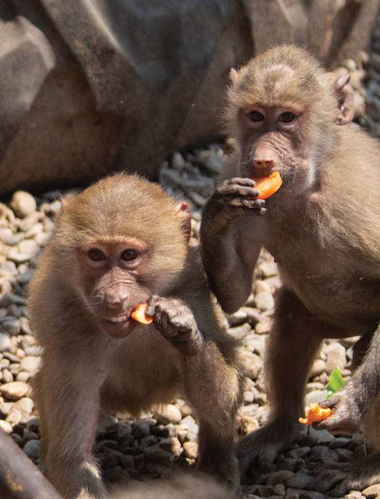 Hamadryas baboons Hamadryas baboons nosh on carrot tops