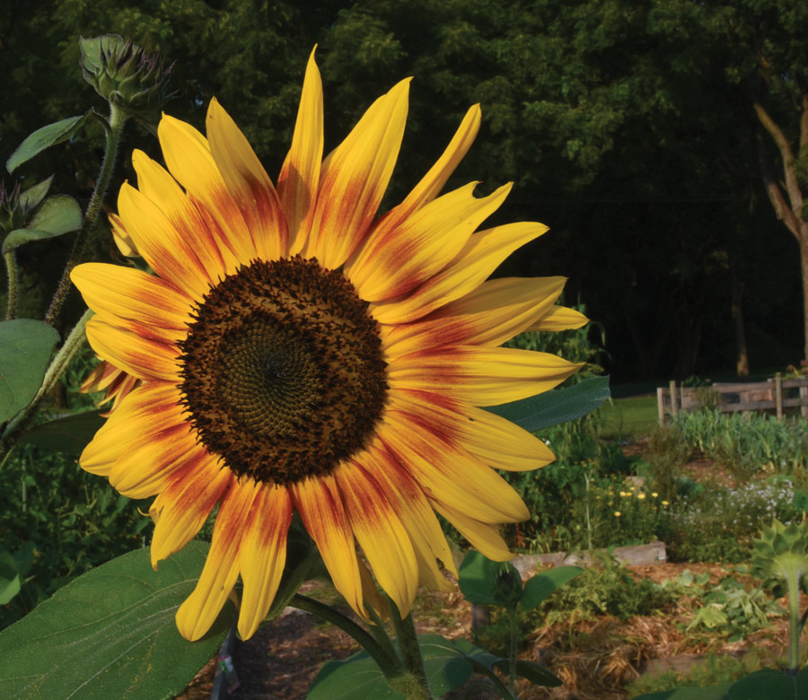 A sunflower A sunflower at the Lewisburg Community Garden.