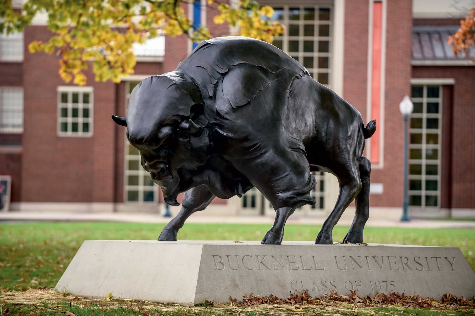 A New Mascot Statue Full view of the new Bucknell Bison statue outside the KLARC