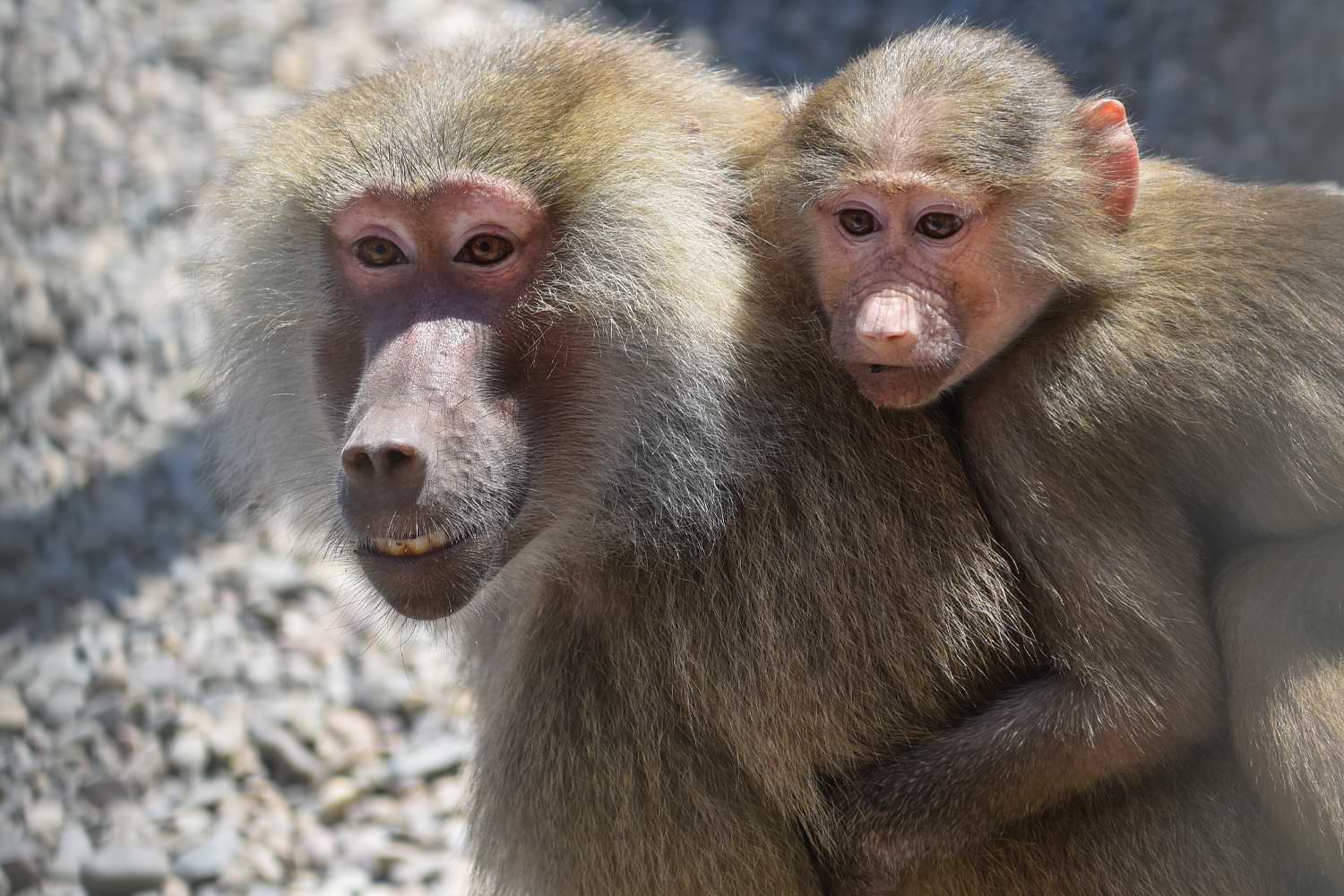 Hamadryas baboons Close up image of Hamadryas baboon and its baby