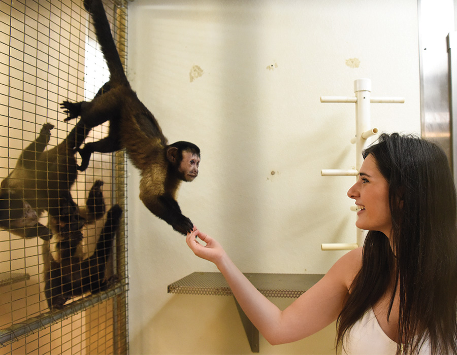 Greeting brown capuchins Student Cilicia MacArthur greeting capuchins at the Primate lab