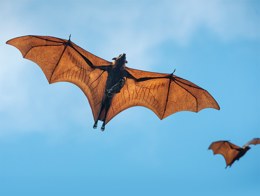 Bat Signal featured image Bat Signal featured image of bats flying in the air