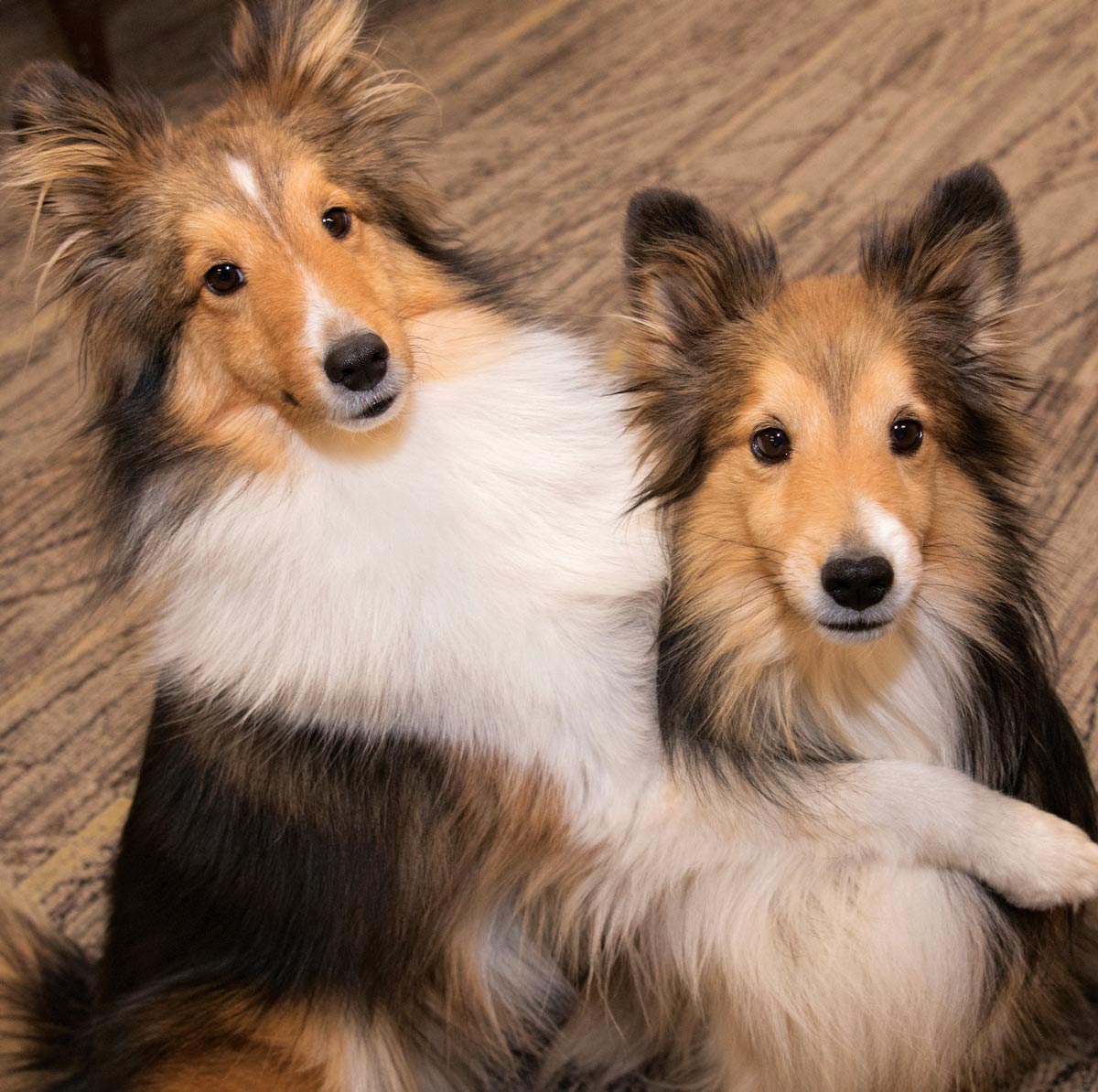 Kona and Cedar Looking Up Kona and Cedar looking up at camera
