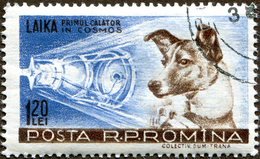 Jeff Hines ’84, wife Patti Stirk and their 19-year-old cat Soviet space dog Laika