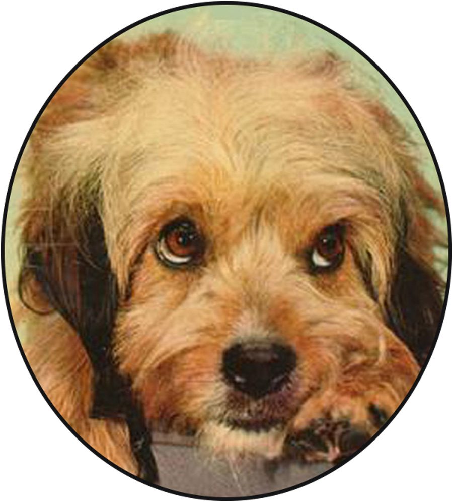 Higgins the dog close up image of Higgins, the original Benji