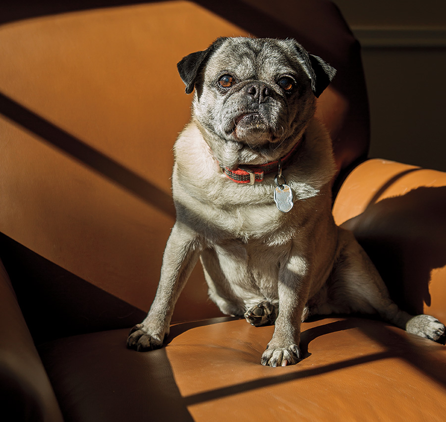 Mort the pug resides in Robert Hall