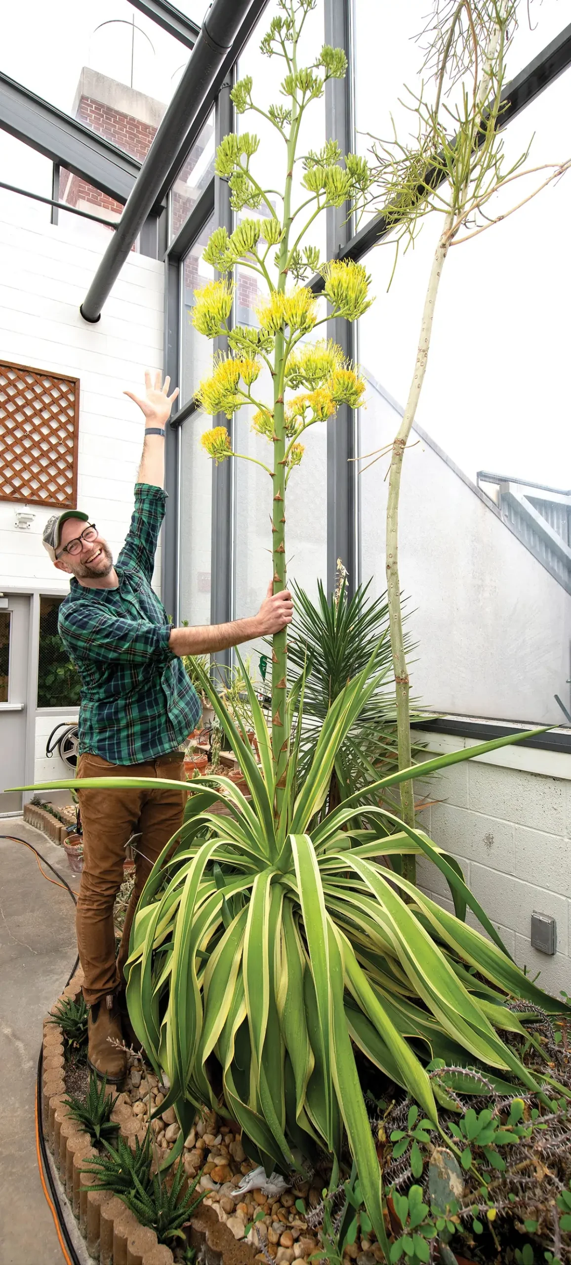 A marvel of nature, Bucknell's century plant attracted many admirers, including Professor Chris Martine.