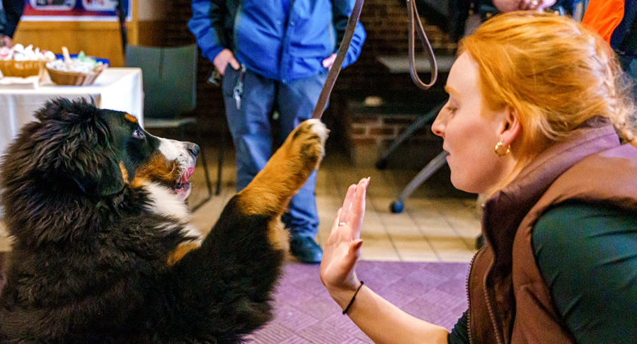 woman high-fiving dog