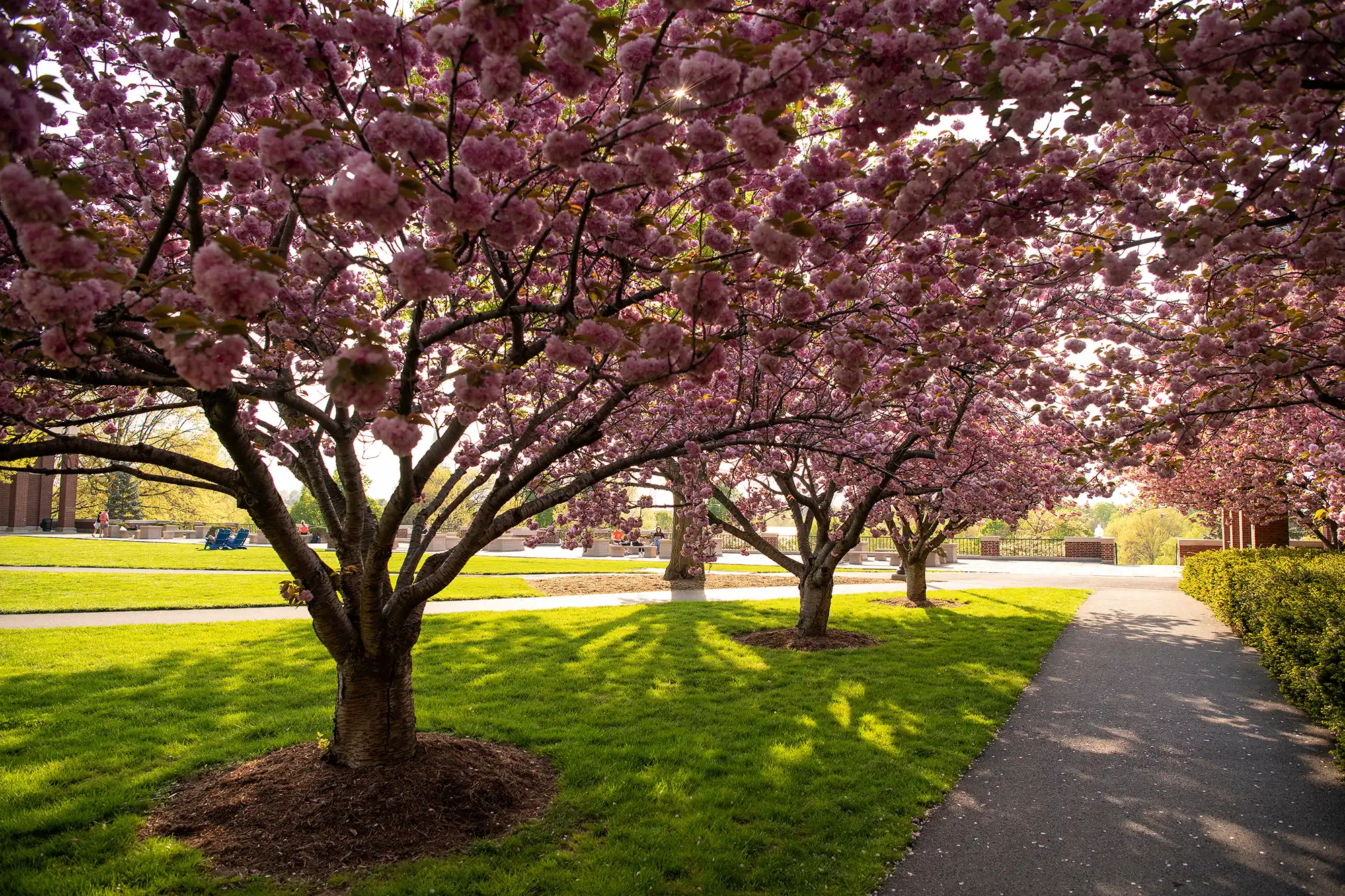pink leaf trees in courtyard with cement walkways