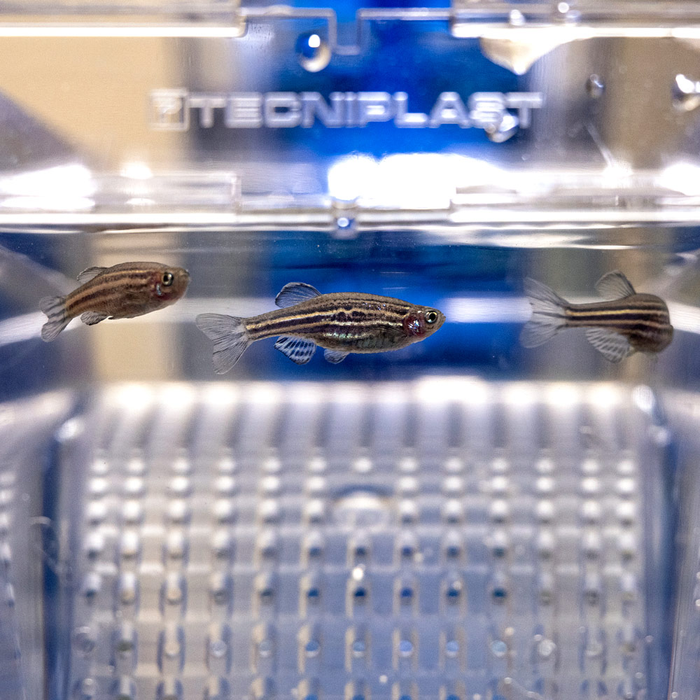 close up of larval zebrafish in water