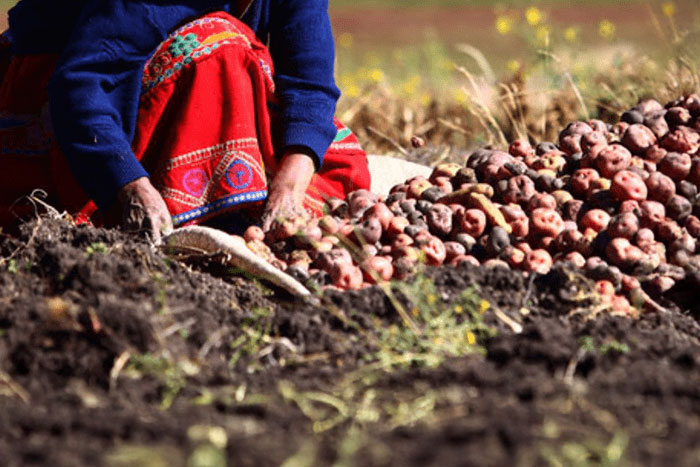 Local Producers