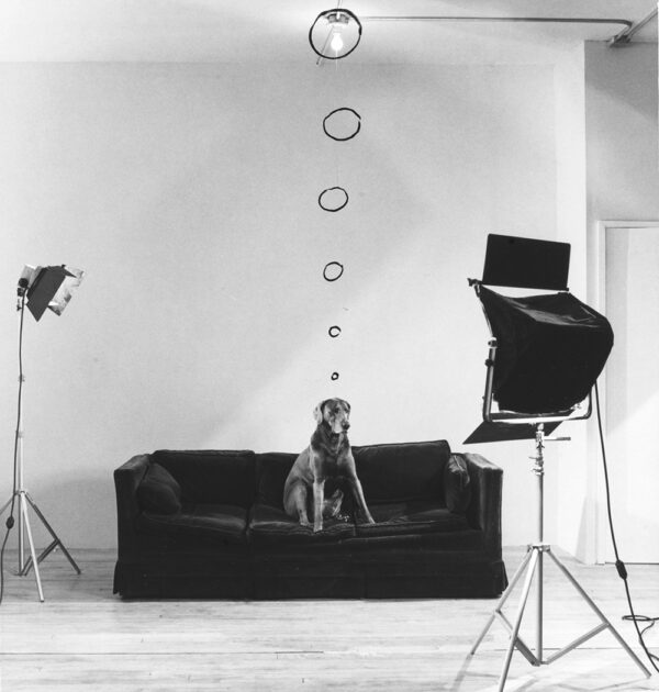 BOMB Magazine | William Wegman by Andrew Lampert