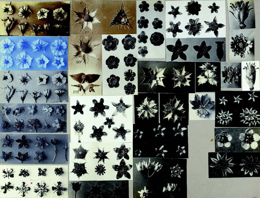 アート・デザイン・音楽 KARL BLOSSFELDT WORKING COLLAGES Karl Blossfeldt / Working Collages | archipelago