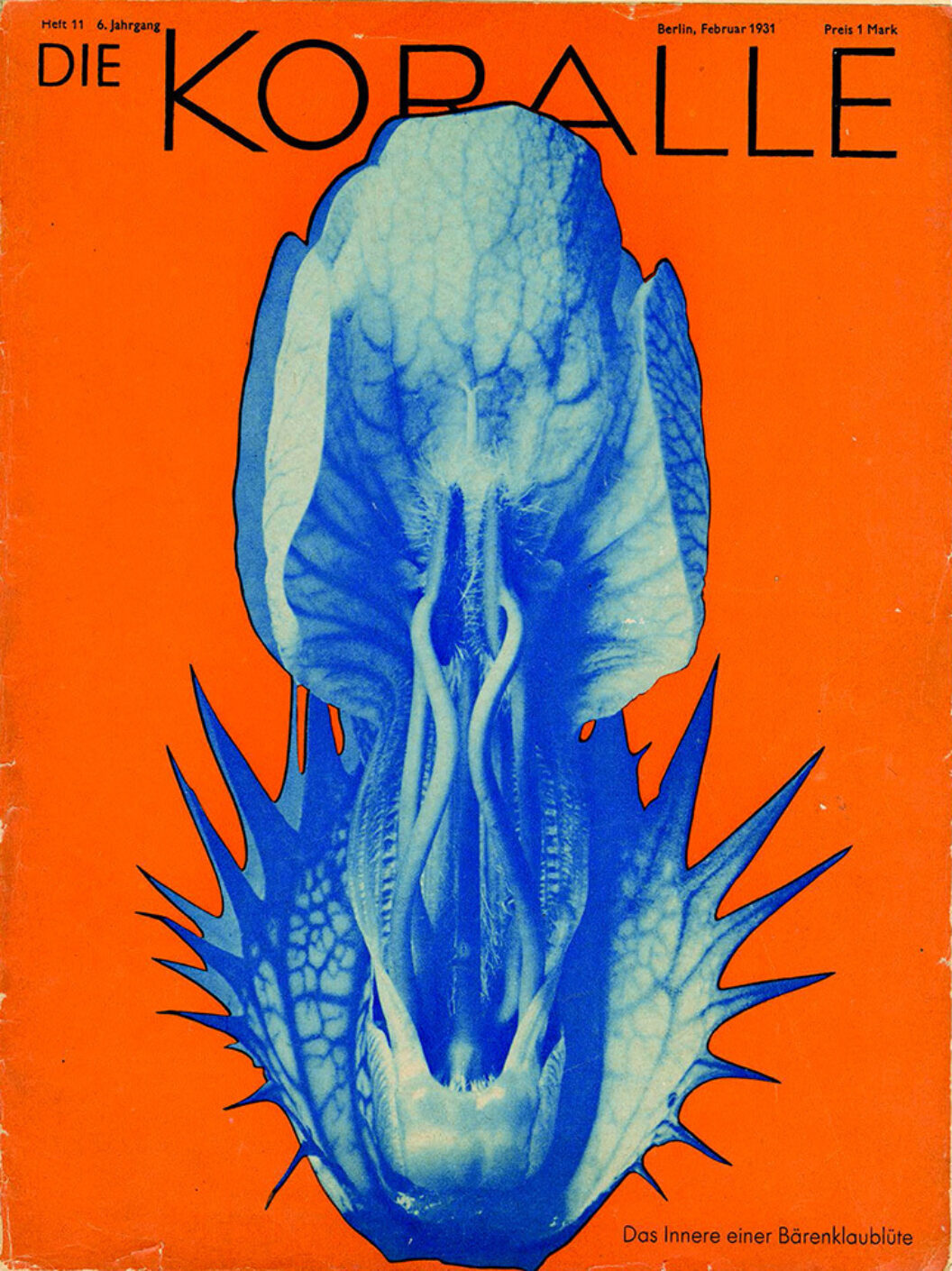 BOMB Magazine | Ulrike Meyer Stump's Karl Blossfeldt: Variations