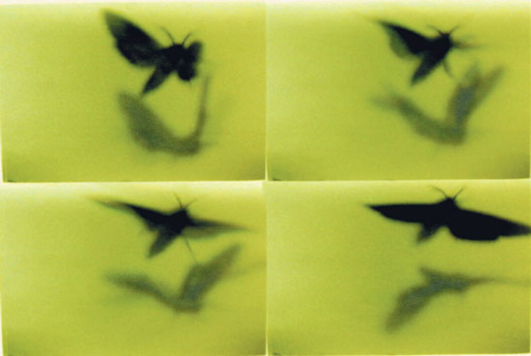 BOMB Magazine | Doug & Mike Starn