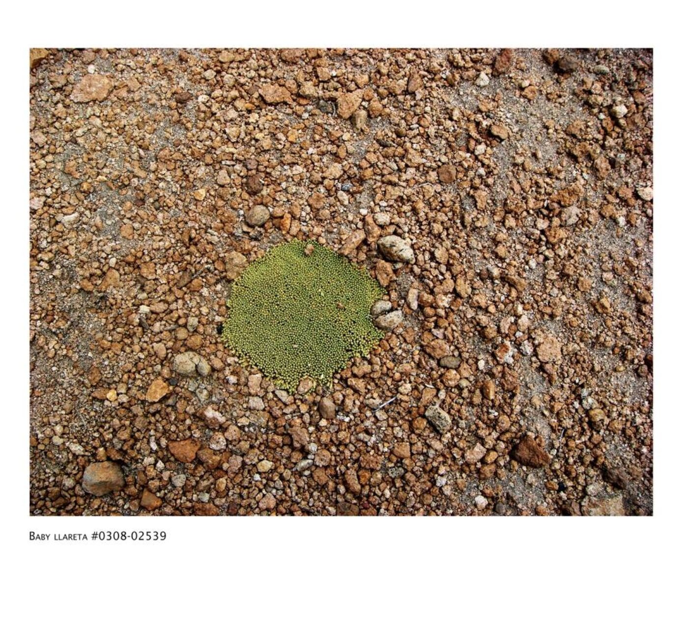 BOMB Magazine | Rachel Sussman, image size:1400x1284