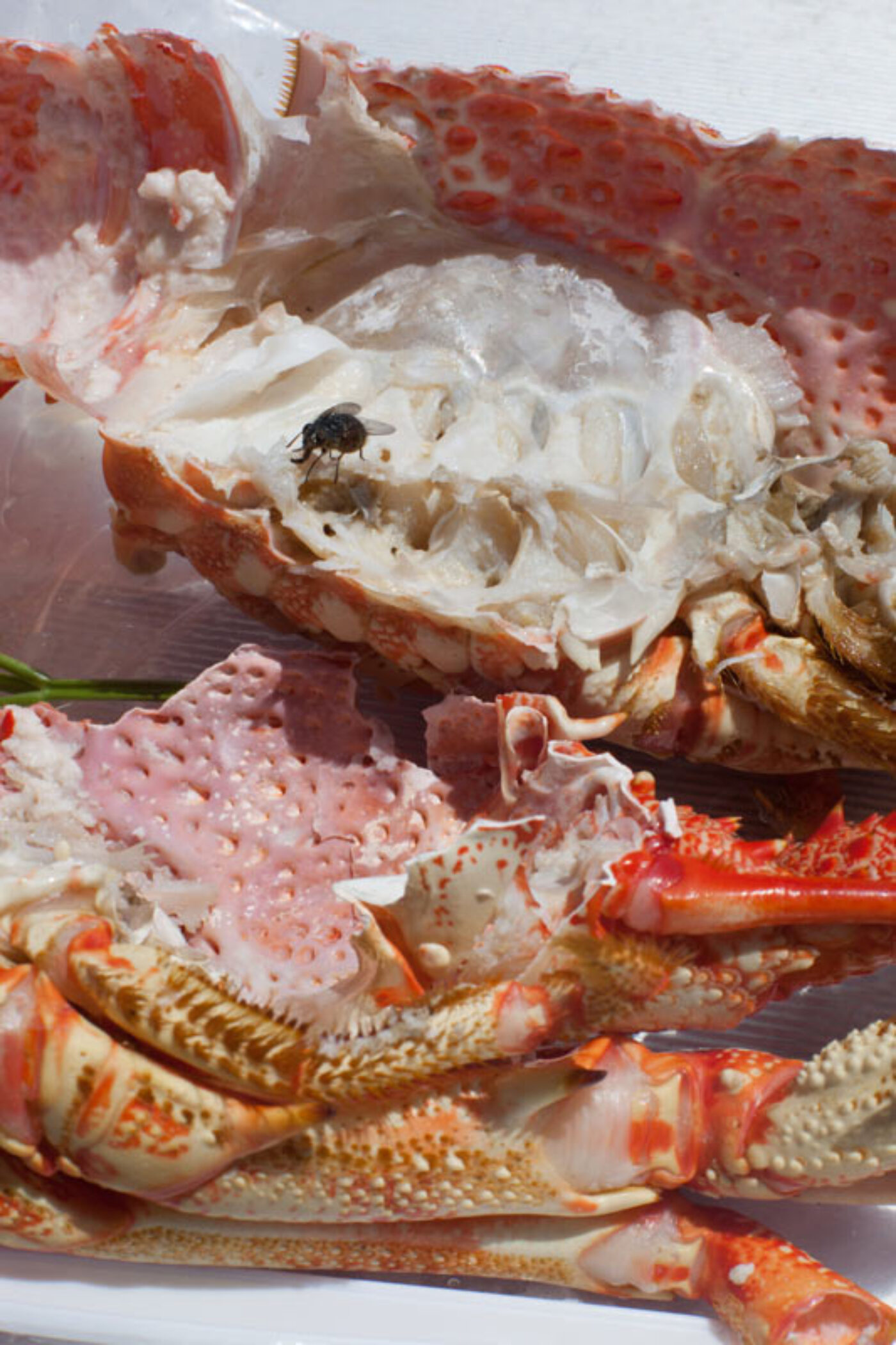 BOMB Magazine | Wolfgang Tillmans's 2017