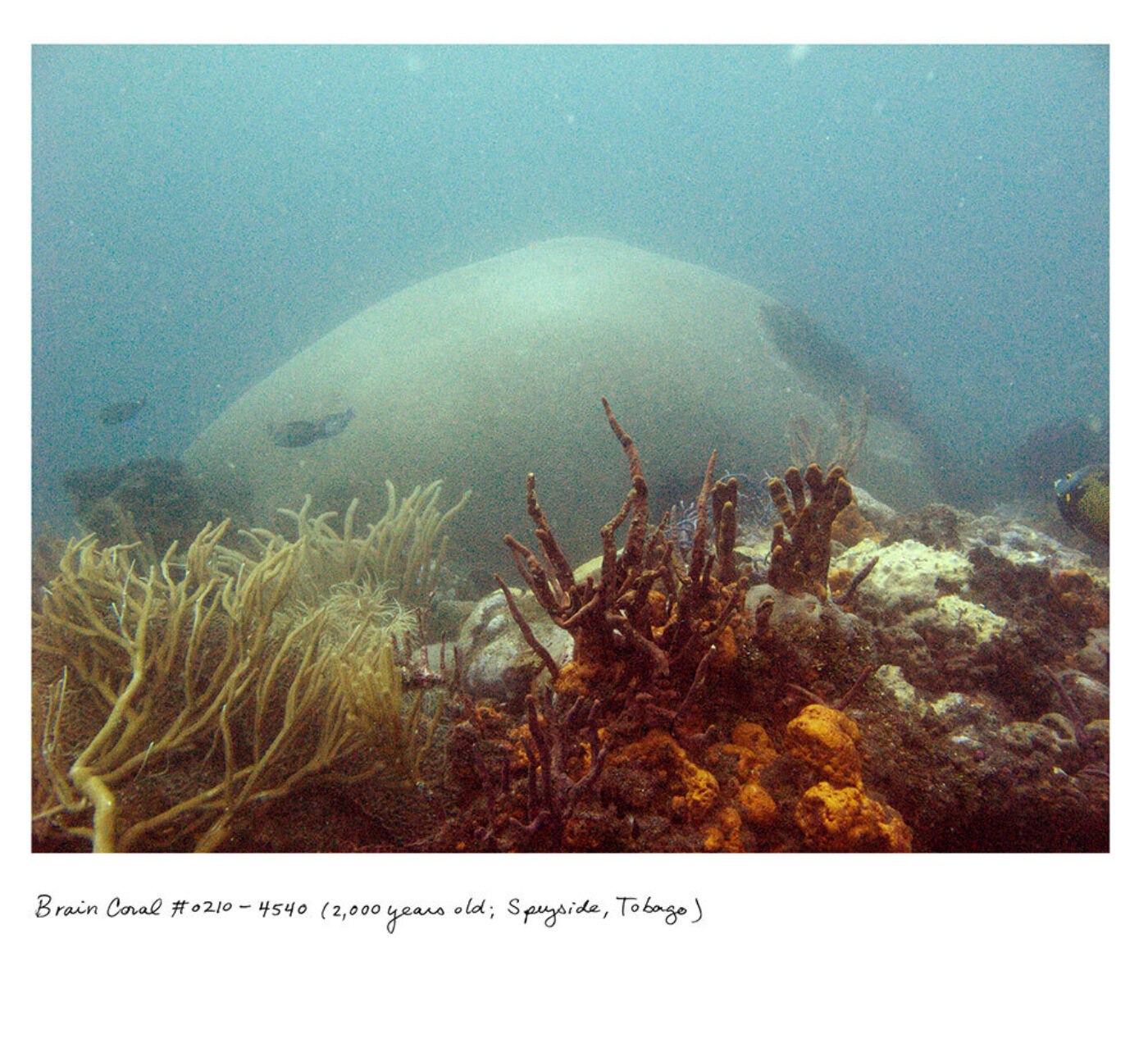 BOMB Magazine | Rachel Sussman, image size:1400x1284