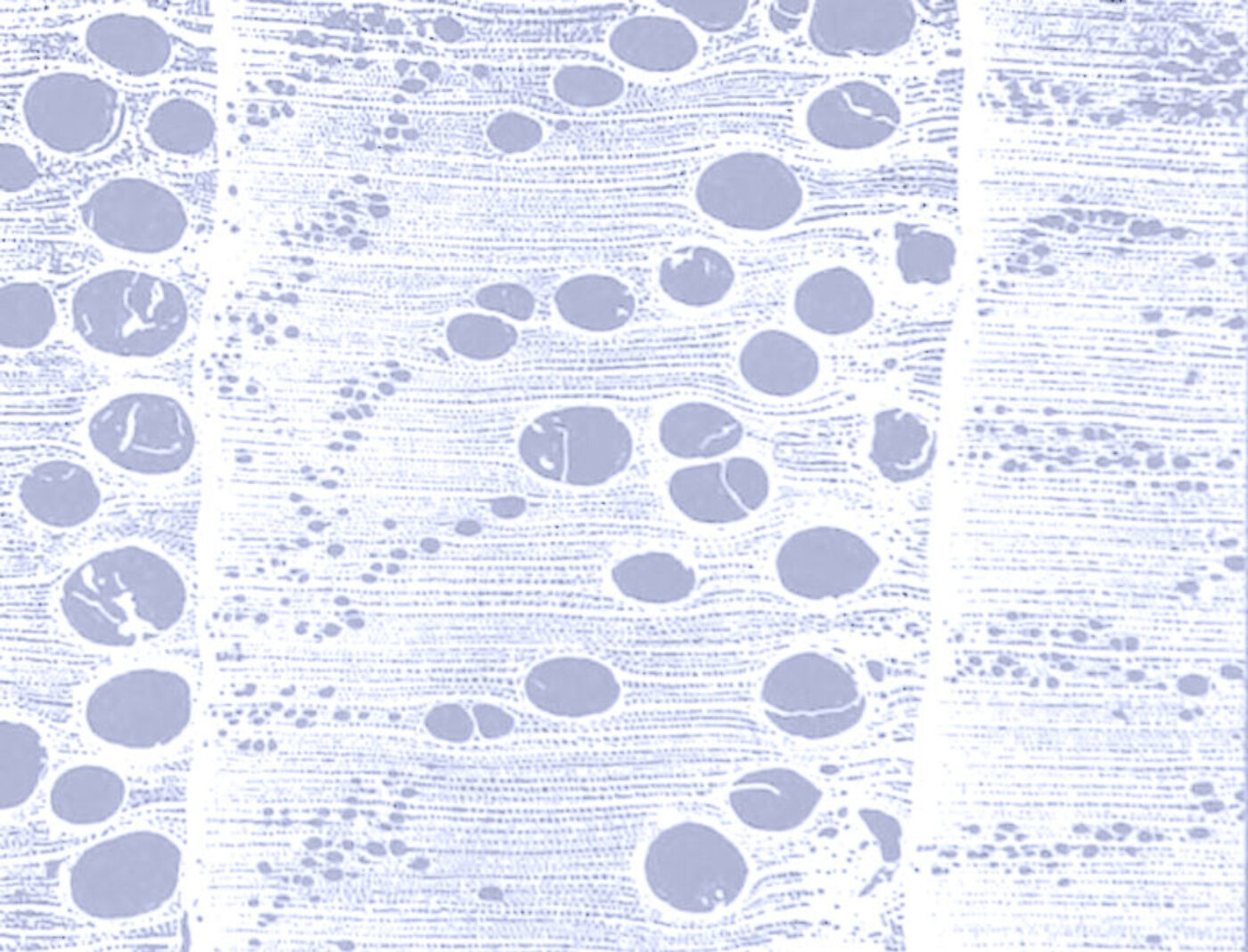 BOMB Magazine | From Shot-Blue