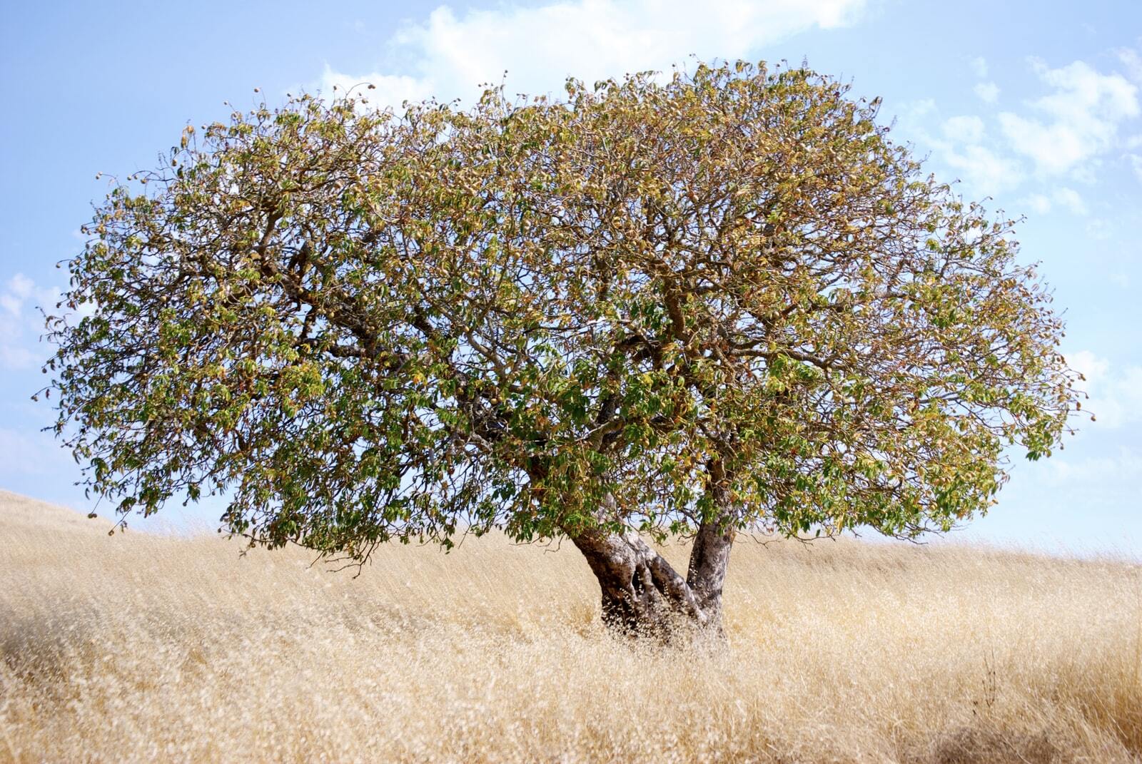 Novato, California