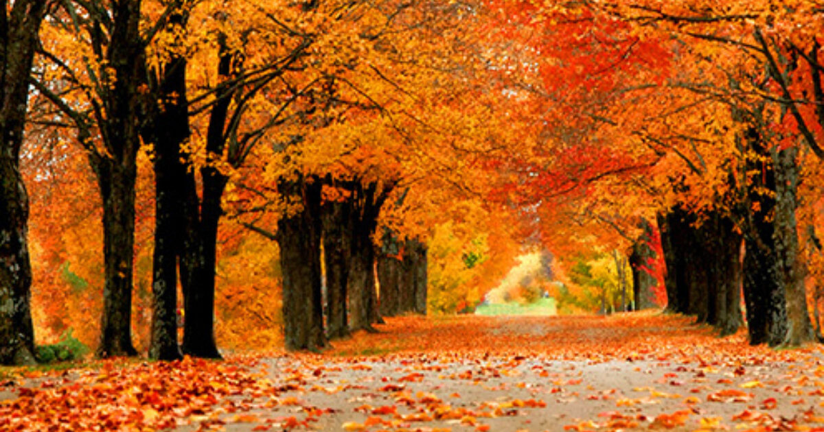 Budget Travel Harrison