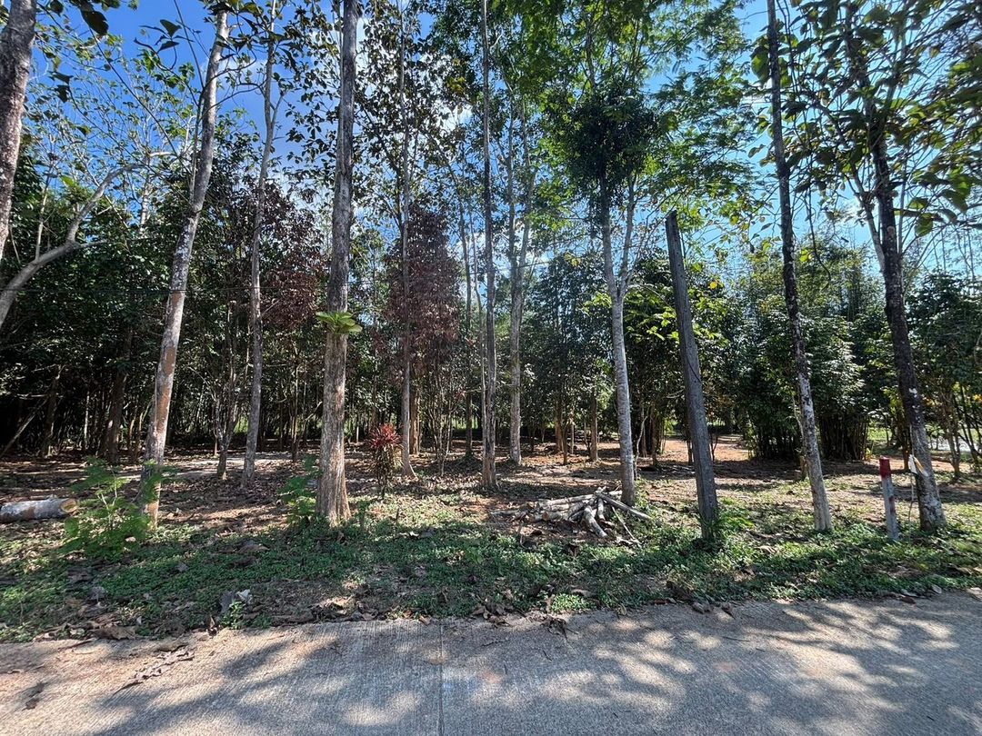 Prime 1-rai land plot in Thai Muang, Phang Nga 