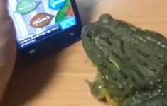 Frog of War