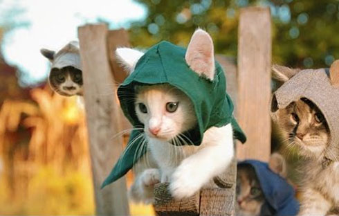 Assassin’s Kittens Unity
